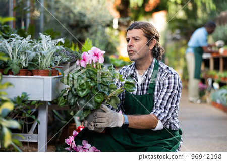 European gardener inspects Cyclamen in pots European gardener inspects Cyclamen in pots 96942198