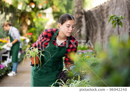 Female florist in apron taking care of potted flowers in flower shop Female florist in apron taking care of potted flowers in flower shop 96942248