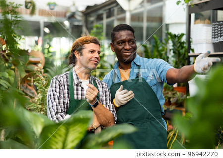 Two salesmen of gardening store talking among ornamental potted plants Two salesmen of gardening store talking among ornamental potted plants 96942270