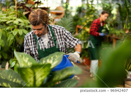 Experienced floriculturist watering ornamental houseplants in garden center Experienced floriculturist watering ornamental houseplants in garden center 96942407