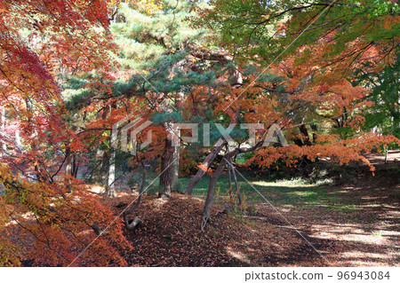 Autumn leaves of Ichinokura residence 96943084
