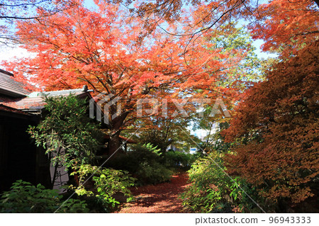 一之倉住宅的秋葉 一之倉住宅的秋葉 96943333