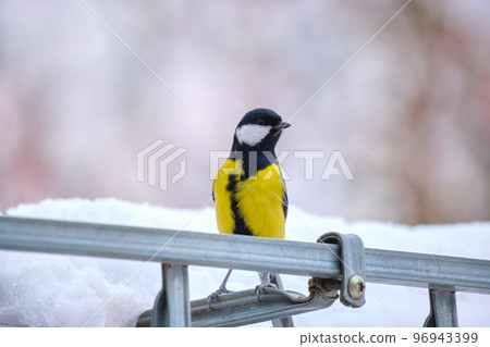 Yellow wild tit bird looking for food on cold winter day 96943399