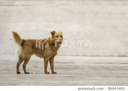 Yellow dog pet with puffy tail outdoors Yellow dog pet with puffy tail outdoors 96943403