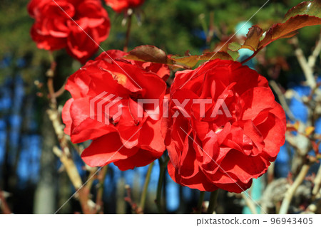Trumpeter (rose), image Trumpeter (rose), image 96943405
