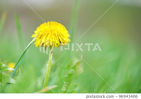 Yellow dandelion flowers blooming on summer meadow in green sunny garden Yellow dandelion flowers blooming on summer meadow in green sunny garden 96943406