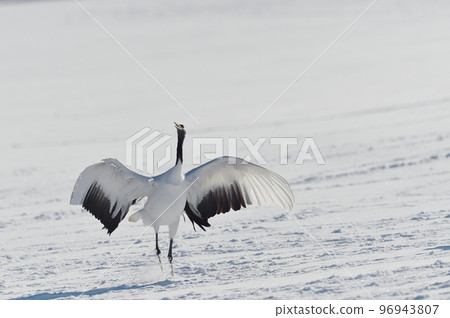 起重機的跳舞(北海道,Tsurui) 起重機的跳舞(北海道,Tsurui) 96943807