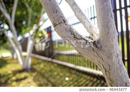Whitewashed bark of fruit trees growing in sunny orchard garden on blurred green copy space background. Gardening and agriculture, protective procedure concept. 96943877