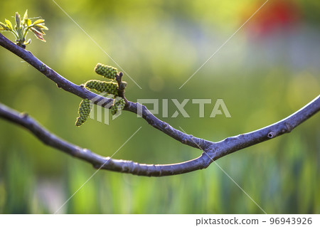 Walnut blooms. Flowers of walnut on tree branch on copy space blurred background. Selective focus. 96943926