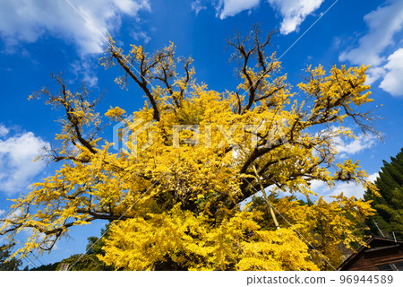 一棵大銀杏樹，它的枝條向著藍天伸展，創造出一個黃色的世界 96944589