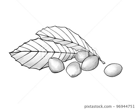 Simple black and white illustration of loquat leaves and seeds 96944751