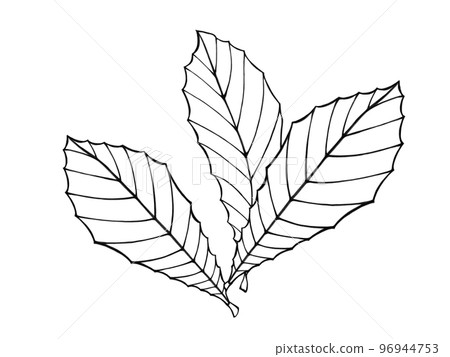 Simple line drawing illustration of three loquat leaves 96944753