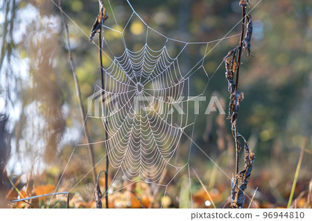 Spider net outdoors on sunny summer or autumn day. Natural wild life Spider net outdoors on sunny summer or autumn day. Natural wild life 96944810