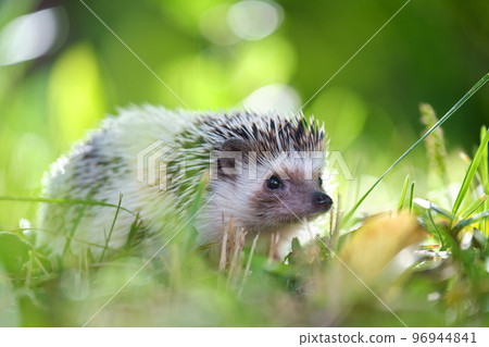 Small african hedgehog pet on green grass outdoors on summer day. Keeping domestic animals and caring for pets concept. Small african hedgehog pet on green grass outdoors on summer day. Keeping domestic animals and caring for pets concept. 96944841