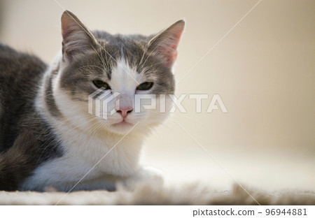 Profile portrait of young nice small cute smart white and gray domestic cat kitten with smiling expression on white copy space background. Keeping animal pet at home, wildlife concept. Profile portrait of young nice small cute smart white and gray domestic cat kitten with smiling expression on white copy space background. Keeping animal pet at home, wildlife concept. 96944881