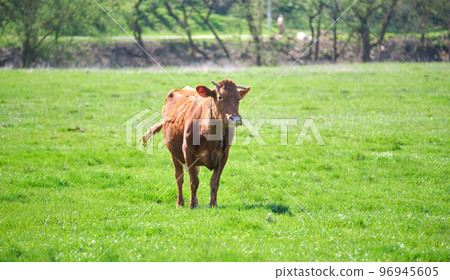 Milk cow grazing on green farm pasture on summer day. Feeding of cattle on farmland grassland Milk cow grazing on green farm pasture on summer day. Feeding of cattle on farmland grassland 96945605
