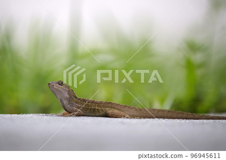 Macro closeup of blown alone lizard warming on summer sun. Anolis sagrei small reptile in native to Florida USA Macro closeup of blown alone lizard warming on summer sun. Anolis sagrei small reptile in native to Florida USA 96945611