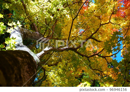 Kyoto Wazuka, Shoboji Temple, A big Japanese maple tree looking up 96946156