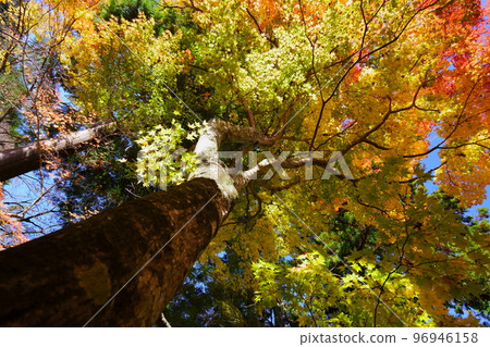 Kyoto Wazuka, Shoboji Temple, A big Japanese maple tree looking up 96946158