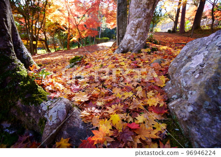 Autumn leaves on the approach to Shoboji Temple in Wazuka, Kyoto 96946224