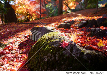 Autumn leaves on the approach to Shoboji Temple in Wazuka, Kyoto 96946225