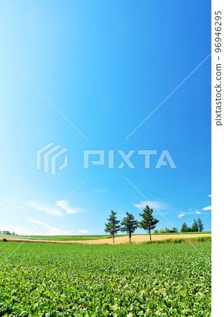 Hokkaido Summer blue sky and Biei scenery (Mild Seven Hills) 96946295