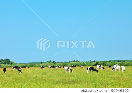Hokkaido summer blue sky and ranch cows 96946305