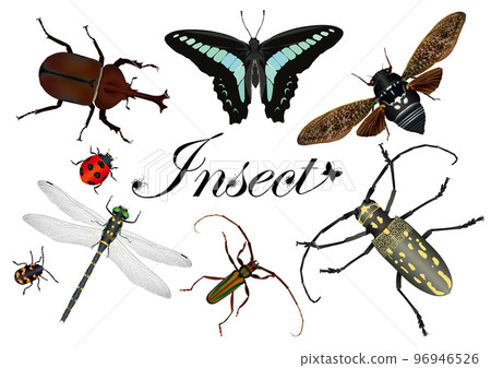 Insect 96946526