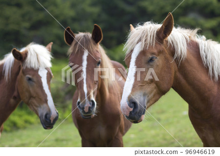 Funny horse conference in sunny meadow. Close shot of three chestnut horses with white stripes and long mane heads close together on blurred green trees background. Intelligence and loyalty concept. 96946619