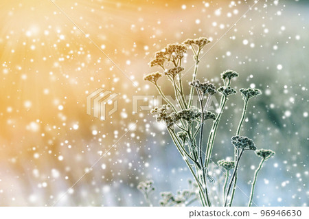 Frozen plants in early morning close up in winter Frozen plants in early morning close up in winter 96946630