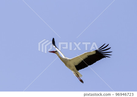 Elegant beautiful white stork bird with spread wings, black tail and long legs flying high in the clear bright blue cloudless sky. Beauty of nature, environmental problems and wildlife protection. 96946723