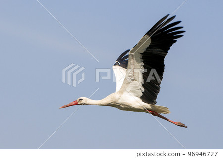 Elegant beautiful white stork bird with spread wings, black tail and long legs flying high in the clear bright blue cloudless sky. Beauty of nature, environmental problems and wildlife protection. Elegant beautiful white stork bird with spread wings, black tail and long legs flying high in the clear bright blue cloudless sky. Beauty of nature, environmental problems and wildlife protection. 96946727