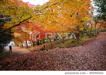 京都山寺的秋葉和日本楓葉 京都山寺的秋葉和日本楓葉 96946892
