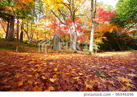 Autumn leaves of Yamadera Temple in Kyoto, the approach to the approach of fallen leaves of Japanese maple, low angle Autumn leaves of Yamadera Temple in Kyoto, the approach to the approach of fallen leaves of Japanese maple, low angle 96946896
