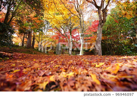 京都山寺秋葉，日本楓落葉的接近，低角度 96946897