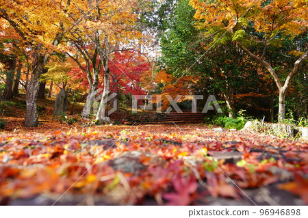 京都山寺秋葉，日本楓落葉的接近，低角度 96946898