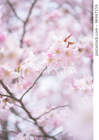 Cherry blossoms in full bloom (simultaneous shooting with cinematic video) Cherry blossoms in full bloom (simultaneous shooting with cinematic video) 96947159