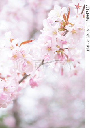 Cherry blossoms in full bloom (simultaneous shooting with cinematic video) Cherry blossoms in full bloom (simultaneous shooting with cinematic video) 96947163