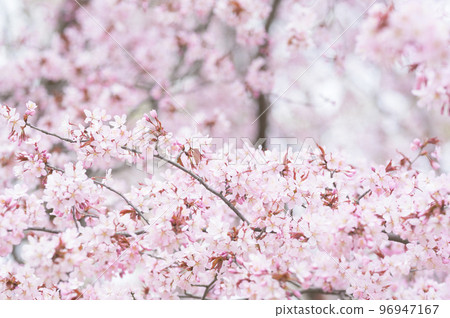 Cherry blossoms in full bloom (simultaneous shooting with cinematic video) 96947167