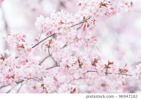 Cherry blossoms in full bloom (simultaneous shooting with cinematic video) Cherry blossoms in full bloom (simultaneous shooting with cinematic video) 96947182