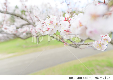 梅花特寫(白梅) 梅花特寫(白梅) 96947192