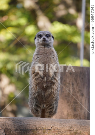 meerkat looking forward 96947343