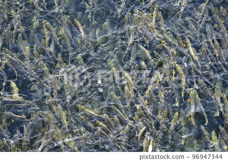 Many salmon running upstream (true bird's-eye view, pseudo-aerial photography) 96947344