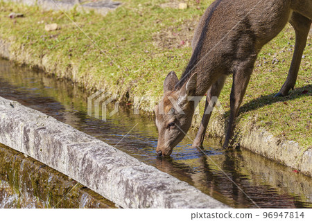 Nara Park, deer drinking water Nara Park, deer drinking water 96947814