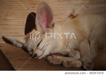 Sleeping face of Fennec Sleeping face of Fennec 96947859