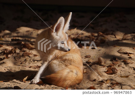 Fennec 回顧 Fennec 回顧 96947863