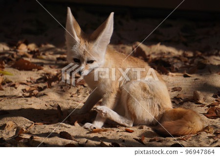Fennec 看著我 Fennec 看著我 96947864
