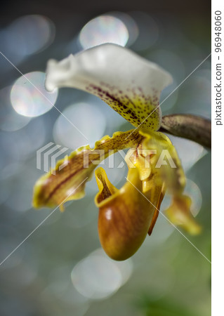Paphiopedilum flowers that bloom like dancing in glitter Paphiopedilum flowers that bloom like dancing in glitter 96948060