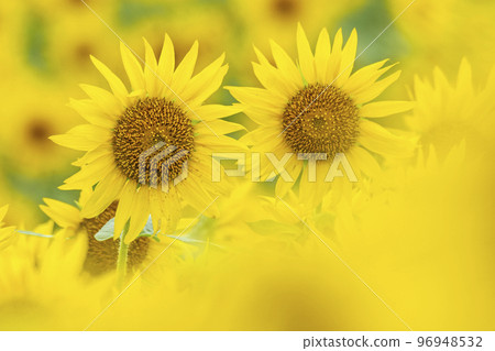 When sunflowers bloom on the Hiruzen Plateau 96948532