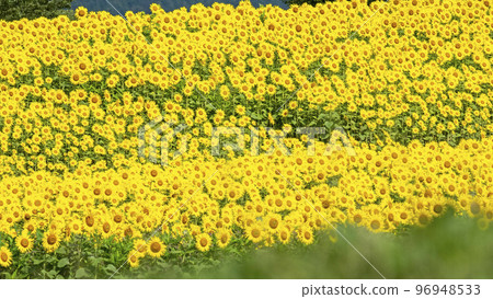 When sunflowers bloom on the Hiruzen Plateau When sunflowers bloom on the Hiruzen Plateau 96948533